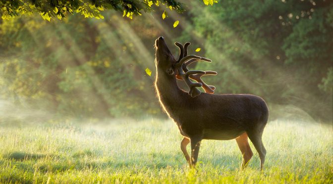 С 20 августа открывается сезон охоты на лося, оленя благородного и лань